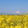 ソレイユの丘で菜の花まつりが始まります。約10万本の菜の花と富士山を見に行こう[12月13日〜、横須賀]