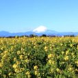 菜の花まつりに行ってきました！予約なしで気軽にできる収穫体験もオススメ！１日たっぷり遊べます。菜の花と富士山と一緒の写真も [長井海の手公園・ソレイユの丘：ママレポ]