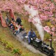 【西平畑公園】富士山＆早咲き桜が楽しめる絶景公園。桜の中を走るロングすべり台とミニSLで、キッズ大興奮♪湘南・横浜から1時間以内の穴場をご紹介。[足柄上郡松田町]