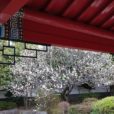 瀋秀園：川崎市大師公園内にある瀋秀園ではただいま梅の花が見頃です。［2020年2月22日写真レポート］