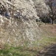こどもの国：梅が見頃を迎えています！週末には梅まつりで桜の前にお花見を[青葉区、写真レポート]