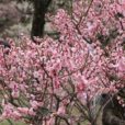 港北・大倉山梅林の梅は満開　観梅会後も十分楽しめそうです[2月22日、写真レポート]