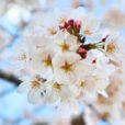 桜の開花状況をチェック：各公園のスタッフさんなどが発信している「開花状況」公式ページを集めました。[2020年版]