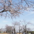 こども自然公園の「桜山」の桜が開花！伐採治療中でも、新しい枝がニョキニョキ！植物の生命力を感じました[2020年3月21日フォトレポ]