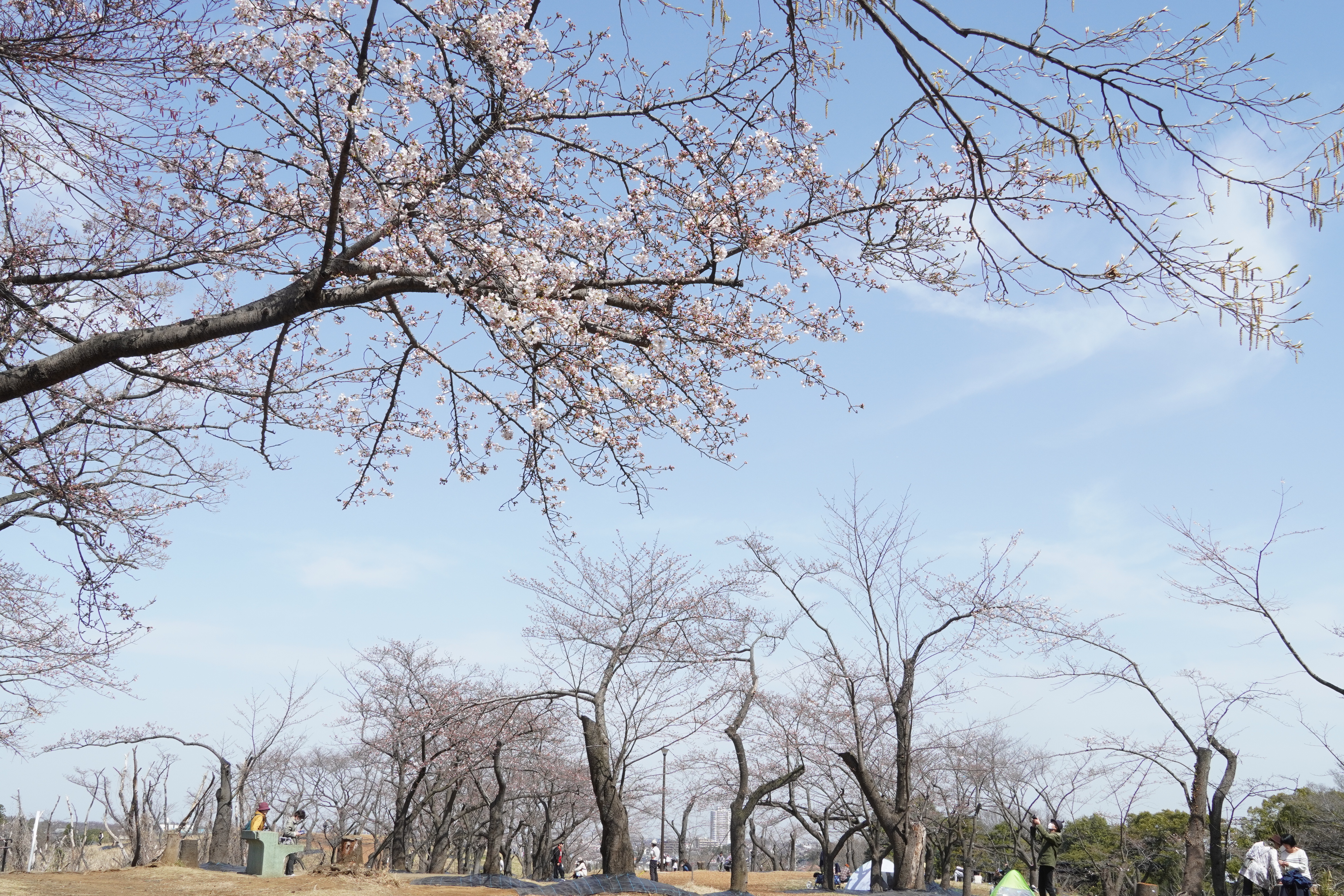 こども自然公園の 桜山 の桜が開花 伐採治療中でも 新しい枝がニョキニョキ 植物の生命力を感じました 年3月21日フォトレポ 横浜 湘南で 子供と遊ぶ あそびい横浜 湘南