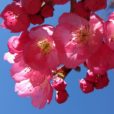 岸根公園 [港北区] の桜開花情報！満開はもう少し先になりそうです。[2020年3月20日写真レポート]