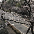 桜ドライブスルー　車から見ることができる横浜の桜スポット集めました[横浜市内]