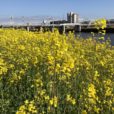 東横線綱島駅3月16日リニューアルオープン。鶴見川土手ではきれいな菜の花がよく見えます。電車も間近に！[港北区]（2020年3月15日撮影）