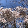 綱島公園 [港北区] の桜開花情報！満開までもう少しです。[2020年3月24日写真レポート]