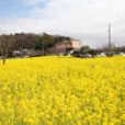 横浜の菜の花畑：グリーンライン川和町駅前が一面黄色い菜の花！桜ももうすぐ咲きそうです[フォトレポ 3月11日現在]
