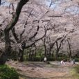 【横浜市発表】お花見のできる公園の紹介情報集めました＆花見期間における公園利用について2022のお知らせも