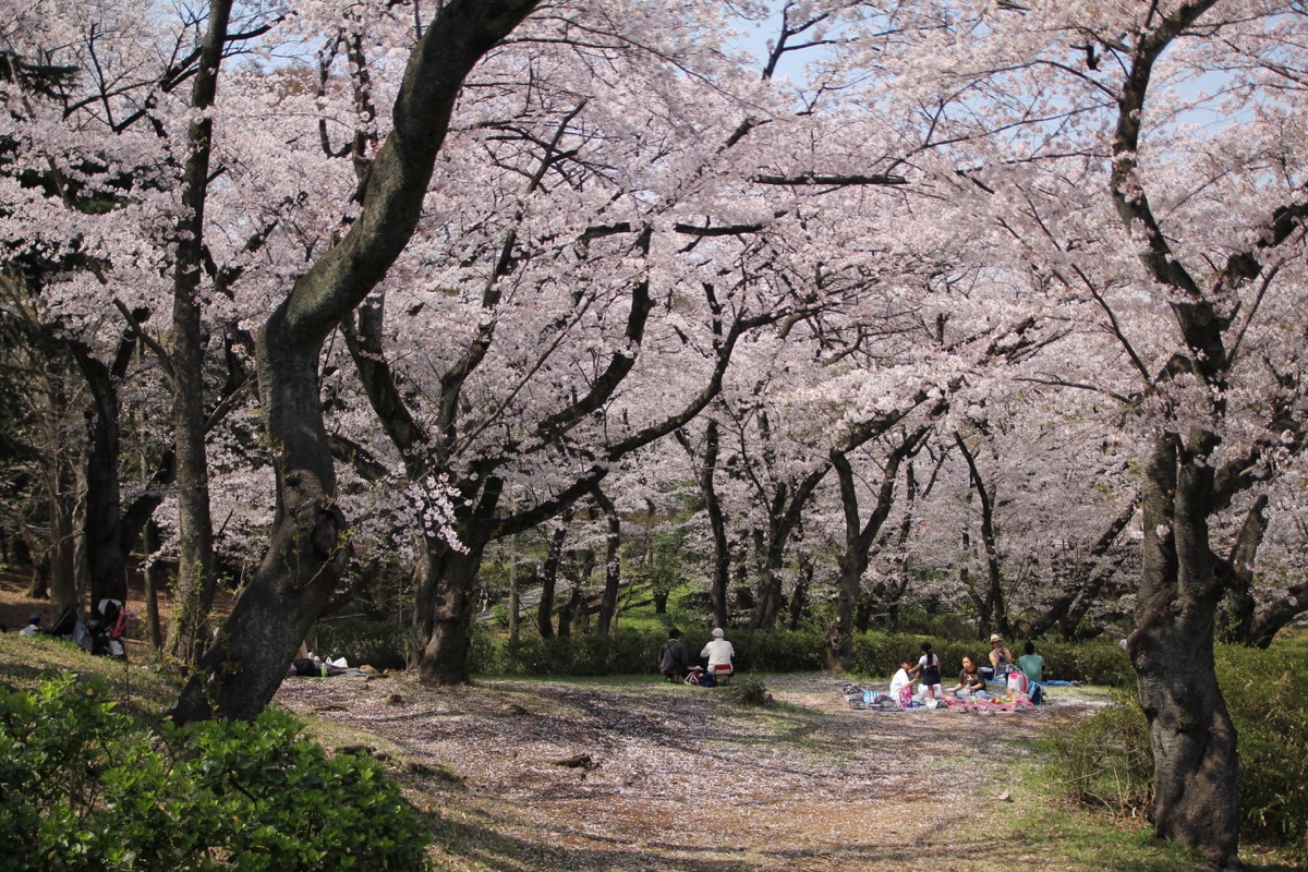 横浜市発表 お花見のできる公園の紹介情報集めました 花見期間における公園利用についてのお知らせも 横浜 湘南で子供と遊ぶ あそびい横浜 湘南