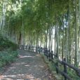 東本郷公園：起伏に富んだ広場が楽しい公園。緑豊かな竹林のお散歩もおすすめです！「緑区」