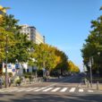 紅葉情報：日本大通り・横浜公園が見ごろです！歩道拡幅に向けた社会実験「みっけるみなぶん」情報も。[2020年11月16日フォトレポ：中区]