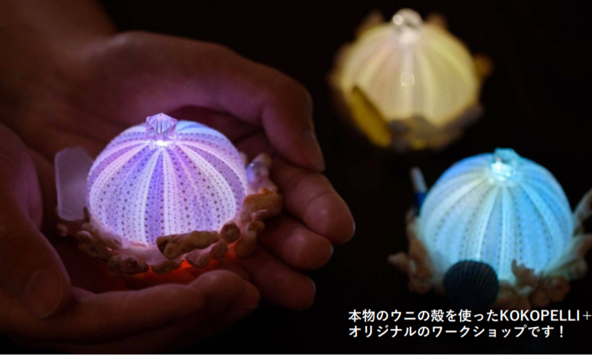 確認用ページ ウニランプ［№360］ 毎回大人気！海の素材を使った「ウニランプ」づくりが登場。オンライン