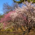 大倉山梅林：梅が見ごろを迎えています。今年は近場でゆっくりお散歩。 暖かい日の気分転換にも、公園なので遊べることも嬉しい[写真レポート2021年2月14日]