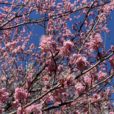 梅の花が見頃　グリーンライン北山田駅近くの山田富士公園の梅林が見頃です[フォトレポ 2月18日現在 都筑区]