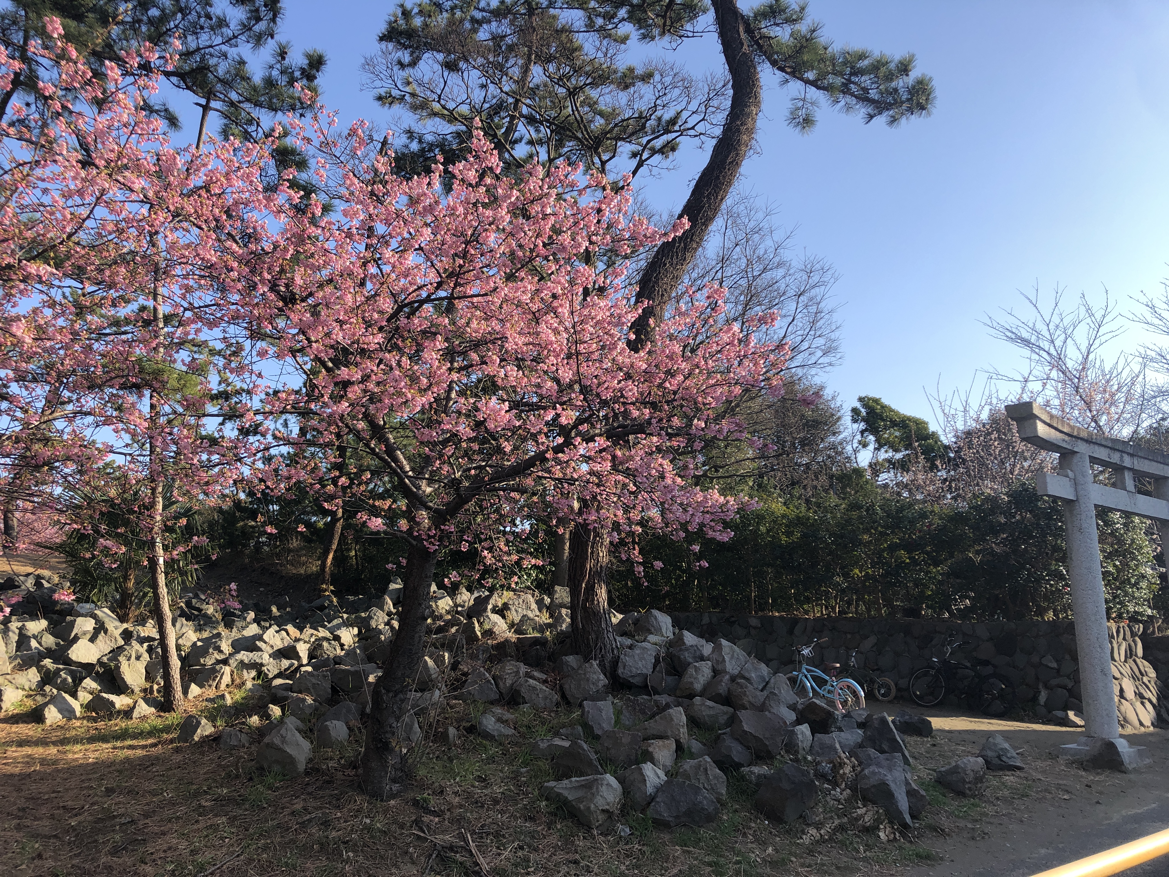 辻堂元町2丁目（天王社）：今が見頃！河津桜を楽しめる超ローカル