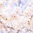 桜の開花状況・公園レポートをチェック：4/5満開予想！横浜には桜の名所がいっぱい！各公園のスタッフさんなどが発信している【開花状況 公式ページ】を集めました。[2024年版]