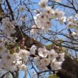 綱島公園：港北区の桜メジャースポット！満開までもう少しです[写真レポート 2021年3月24日現在]