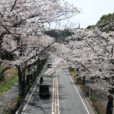 旭区・若葉台：桜並木が見頃　横浜の隠れた桜スポット[写真レポ 2021年3月29日現在]