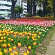 横浜公園：春の風物詩！色とりどりのチューリップが咲き始めています。3月27日からは「ガーデンネックレス横浜 2021」スタート！ [写真レポ ート2021年3月25日]