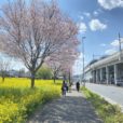 横浜の菜の花畑：グリーンライン川和町駅前の菜の花畑と桜が満開！黄色と桜色のきれいな写真が撮れます[フォトレポ 3月23日現在]