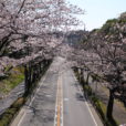 桜を車の中から観賞　ドライブで見ることができる横浜の桜スポット集めました[横浜市内]