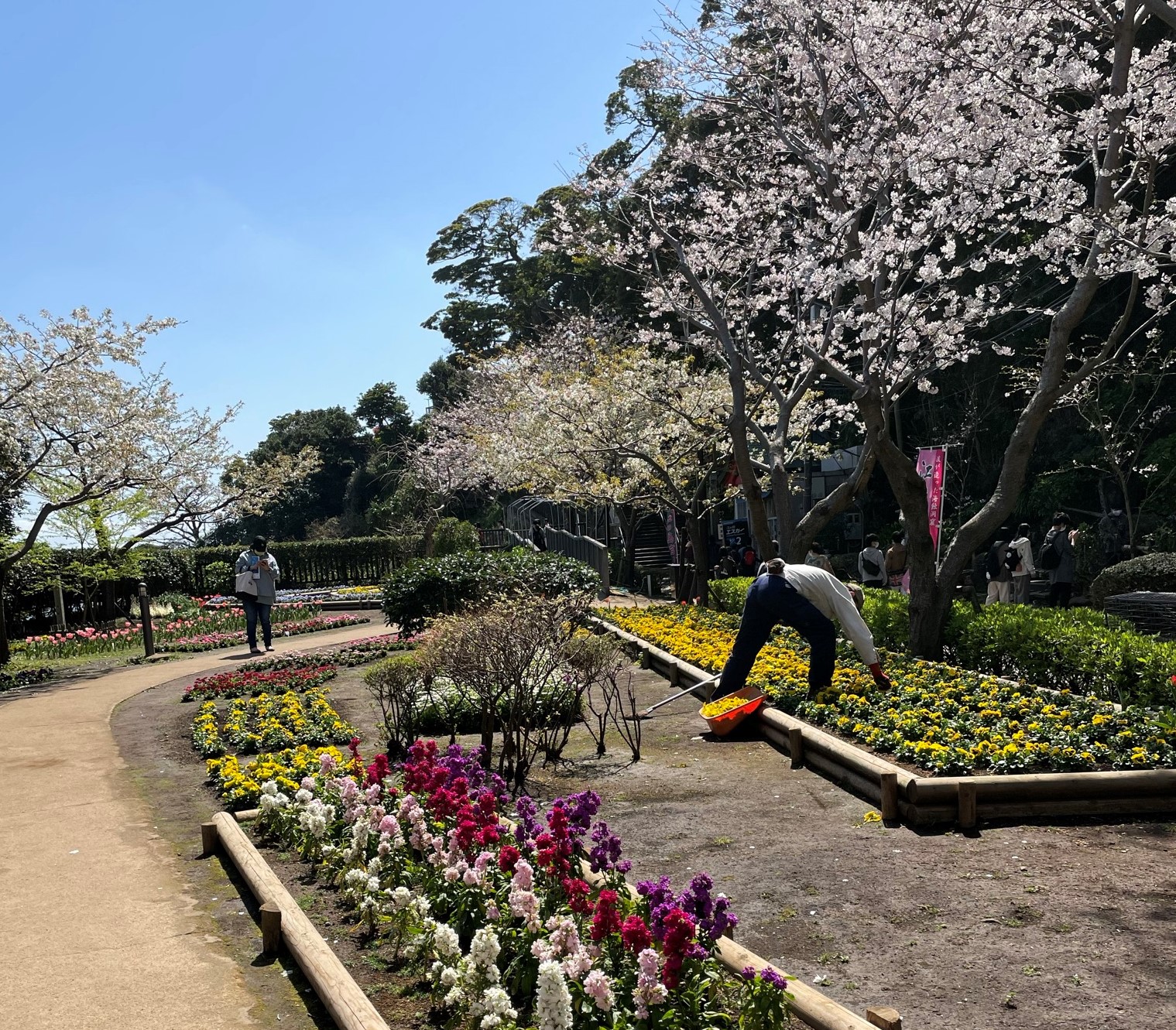 江ノ島の桜は６～７分咲き。まだ楽しめます！チューリップ、パンジーなど春のお花もいっぱい♪春の散策におすすめです♪［3月24日レポート：藤沢市江の島］  | 【湘南エリア】| 横浜・湘南で子供と遊ぶ - あそびい横浜・湘南