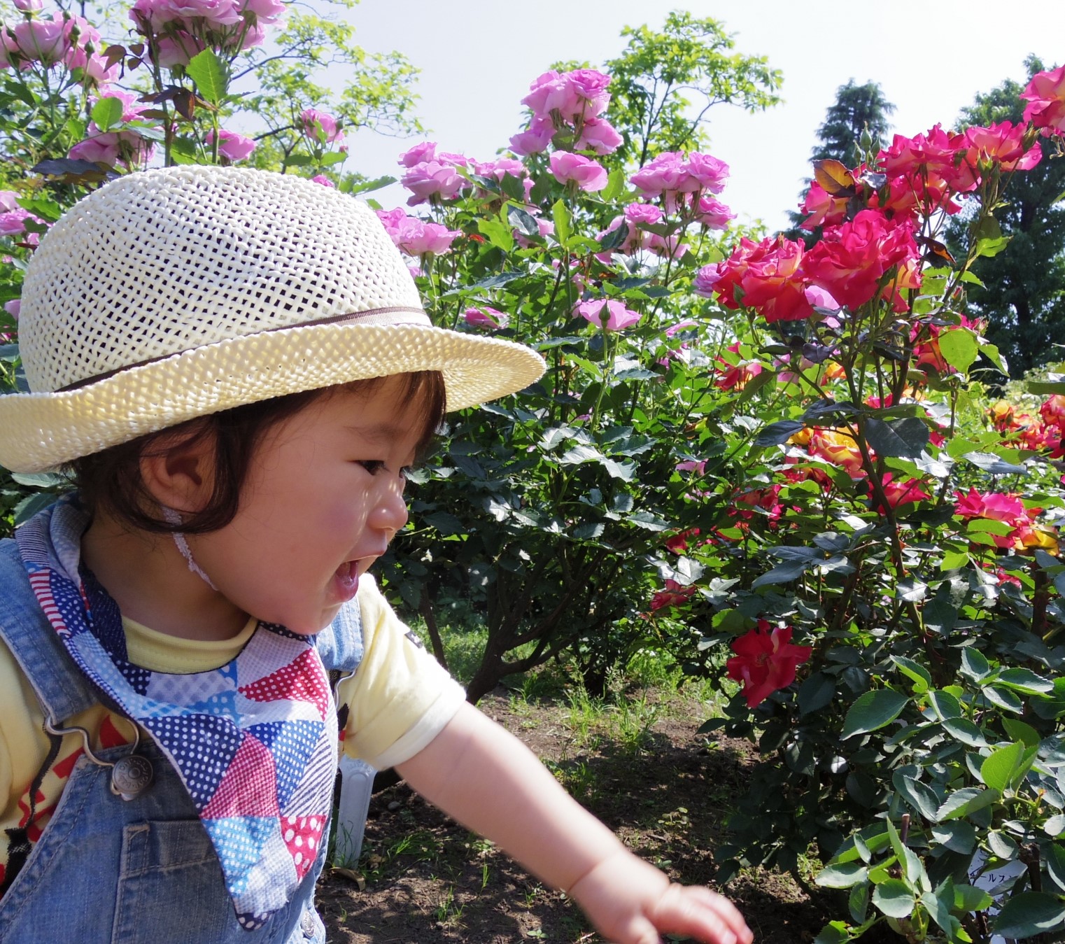 湘南のバラが楽しめる公園4選/2025年県内ローズフェスタまとめ】今が