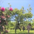 小田原フラワーガーデン：季節のお花いっぱい!のキレイな公園。芝生でピクニック、池で鯉に餌やり、夏は水遊び…などお楽しみも。トロピカル温室で南国気分に♪お隣は大人気の「諏訪の原公園」です［小田原市：入園無料］