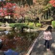 【紅葉散策】大磯城山公園 旧三井別邸地区の紅葉は今が見頃！美しい庭園のモミジは必見です。 相模湾や富士山も望める展望台や広場もあるので子供でも楽しめますよ♪［大磯町］