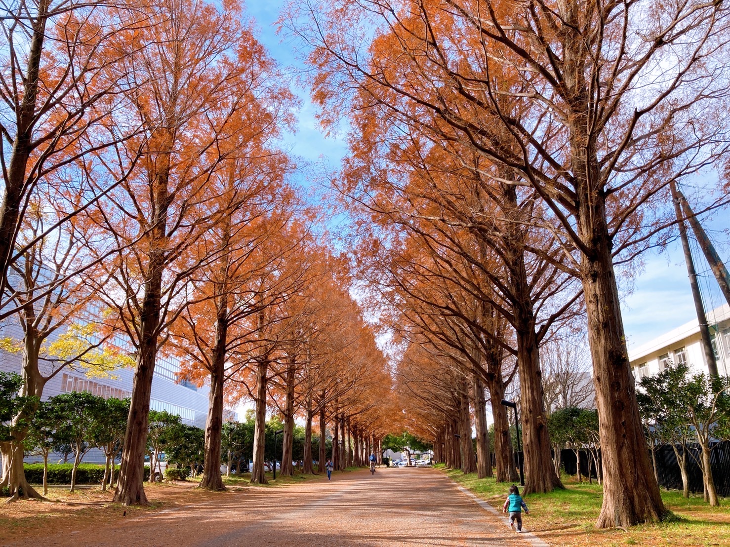 平塚市総合公園：地元ママがオススメする秋冬の楽しみ方♪ 落ち葉の ...