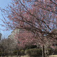 山田富士公園：駅から徒歩1分、梅の花で季節を感じながら公園遊び！「山田富士」でプチ山登り？眺めも最高。穴場の梅・桜スポットは、グリーンライン北山田駅近くに。梅林はこれからちょうど見頃です [パパレポ 都筑区]