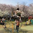 【平塚市総合公園・桜レポ】今まさに満開！週末は美しい散り際を楽しめそう♪青空を覆う一面の桜の中、元気キッズが思いっきり楽しんでました♪[2022年3月31日レポ：平塚市]