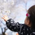 2022年3月26日-27日の子供向けイベント・桜 お花見情報も！ [湘南]