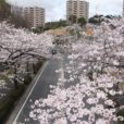 旭区・若葉台：桜並木が今年も満開に　横浜の隠れた桜スポット[写真レポ 2022年3月30日現在]
