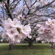 【大庭城址公園・春の楽しみ方♪】梅、桜、フジ、ツツジ、バラ…お花のリレーを満喫しよう！元気キッズ大満足の遊具いっぱい！小さい子向けの遊具もあって安心です[藤沢市]※2022年3月28日桜レポ付き