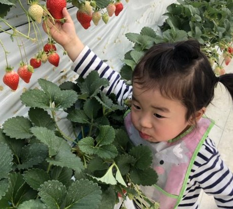 子どもと一緒に「いちご狩り」に行ってきたレポ：1歳児も大はしゃぎ