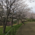 【茅ケ崎里山公園・桜レポ】湘南で大人気の公園の桜を見に行ってきました。 芝生広場の桜は3分～満開、まだまだ楽しめそう！９種類の桜が楽しめる「桜の小径」もGOOD！（写真レポート：2022年3月28日）