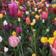 ガーデンネックレス横浜2022：山下・関内エリア（横浜公園～日本大通り～山下公園～港の見える丘公園）に行ってきました！港の海、広々とした芝生…。そして色とりどりの花々を親子で楽しんできました！[ママレポ]