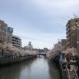 大岡川沿いから弘明寺公園まで行ってきました！桜色の川と京浜急行電鉄。電車が良く見えるスポットもご案内します！