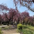 菊名桜山公園の八重桜が満開！通称カーボン山はちょっとしたピクニックにおすすめです[写真レポート 2022年4月12日現在]