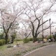 三ツ沢公園の桜山が今年も満開！咲き乱れる桜のなかお花見できます[写真レポート 2022年3月31日現在]