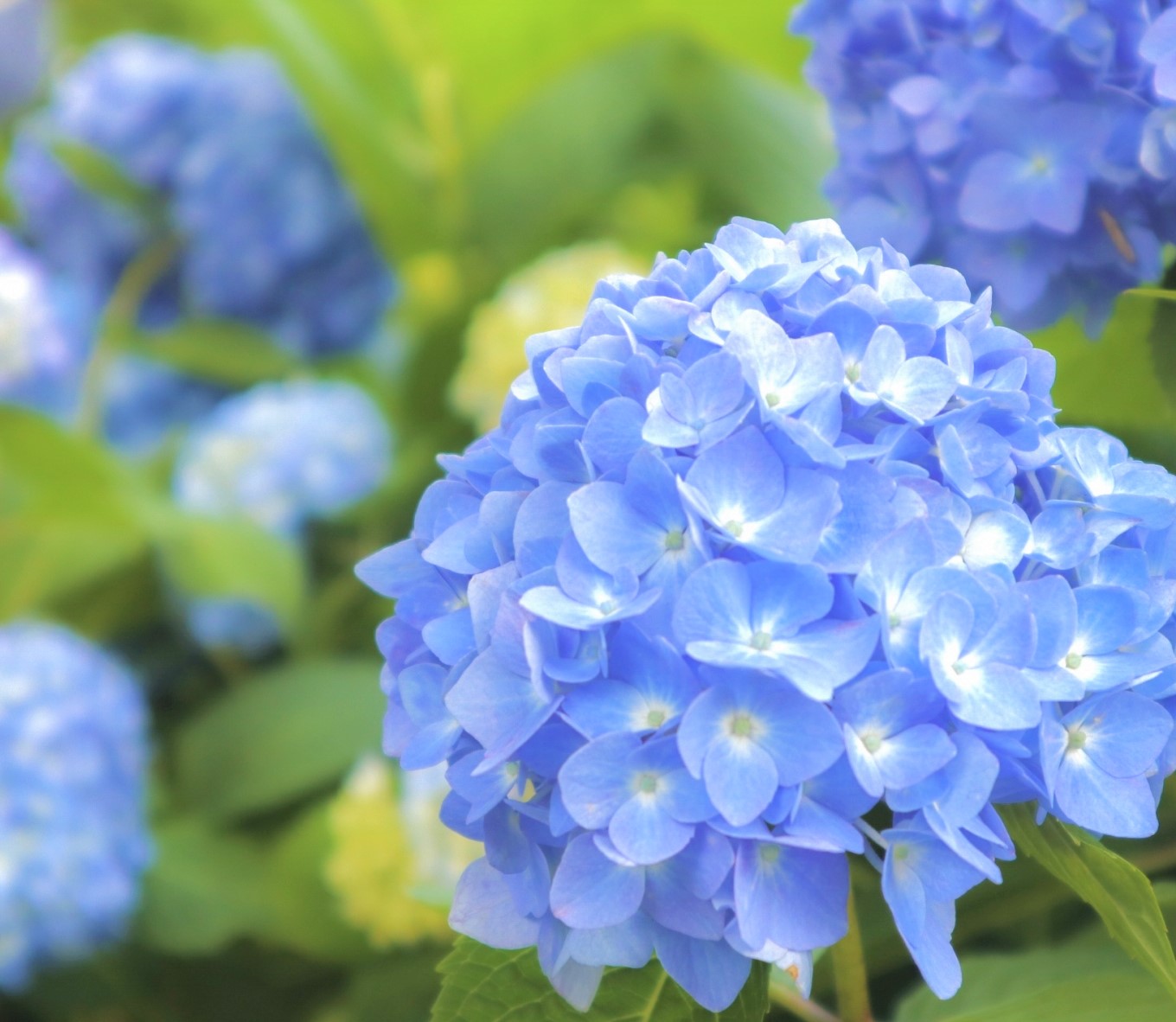 湘南】あじさい情報（2025年update版）：親子でお散歩・散策、遊べる