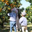 【芝口果樹園】横浜市戸塚区でみかん狩り！子供も収穫しやすい高さで楽しめるので、家族連れにおすすめ。ぶどうや梨などの季節の果物の収穫ができますよ。
