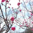 「根岸森林公園の梅・桜情報　第一弾！」梅の花が咲き始めました！開花は全体の一割程度ですが、梅の良い香りが漂っています！