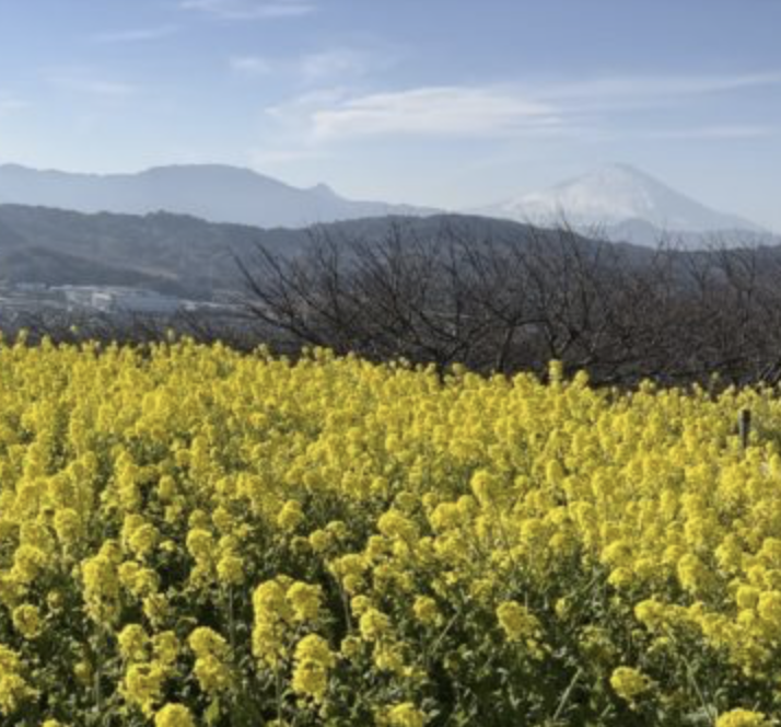 吾妻山公園【菜の花満開】の絶景スポット。早咲きの菜の花が一面に、海＆富士山も見える！さらに102メートルのローラー滑り台や複合遊具も充実！展望 ...