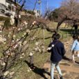 大倉山公園の梅林で梅を見てきました！横浜の梅スポット。2月～3月上旬頃まで見ごろです。大倉山駅から徒歩で行けて、大倉山記念館はロケ地としても有名です。富士山も見えました！［2月11日写真レポート］