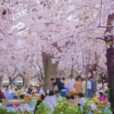桜まつり・春まつり：湘南エリアから1時間ほどで行ける桜まつり・春まつり情報集めました！！【2023年版】